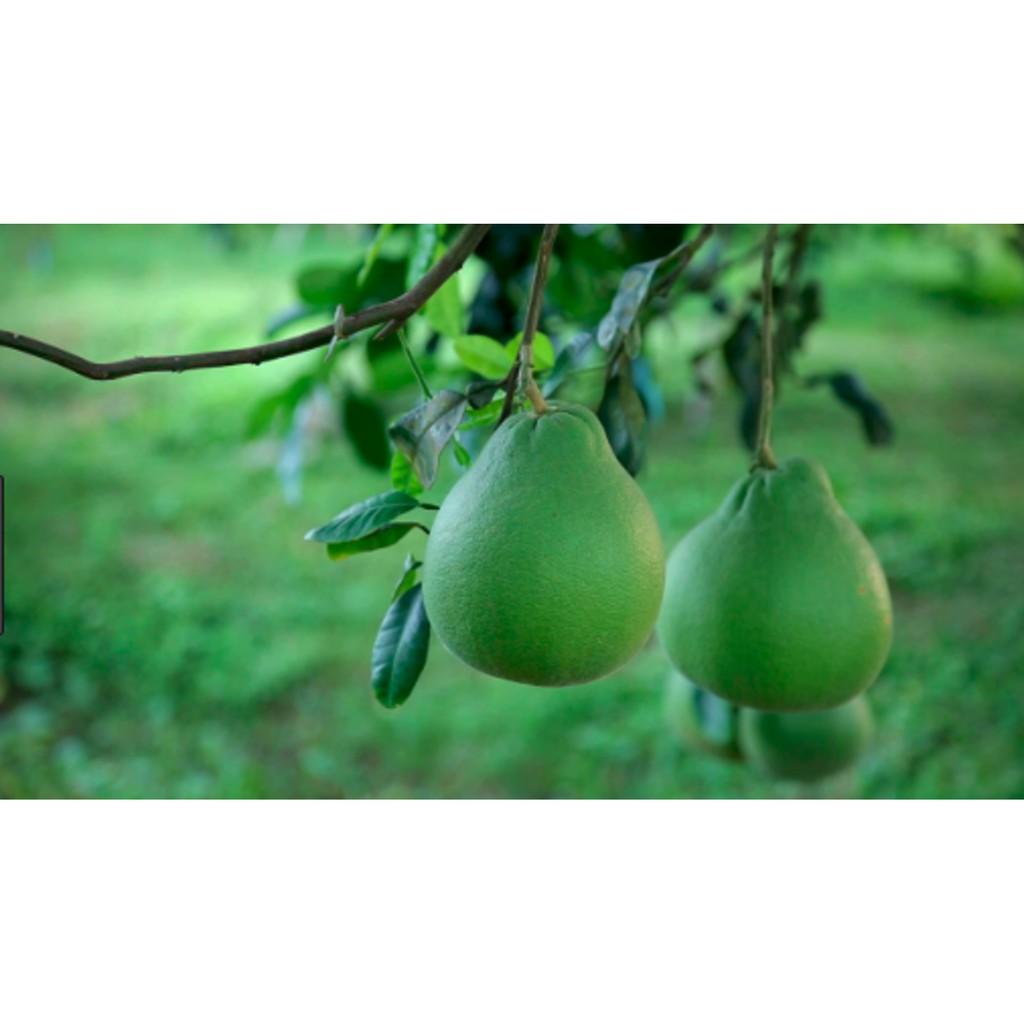 Cây giống BƯỞI DA XANH MIỀN NAM - HÀNG CHUẨN F1