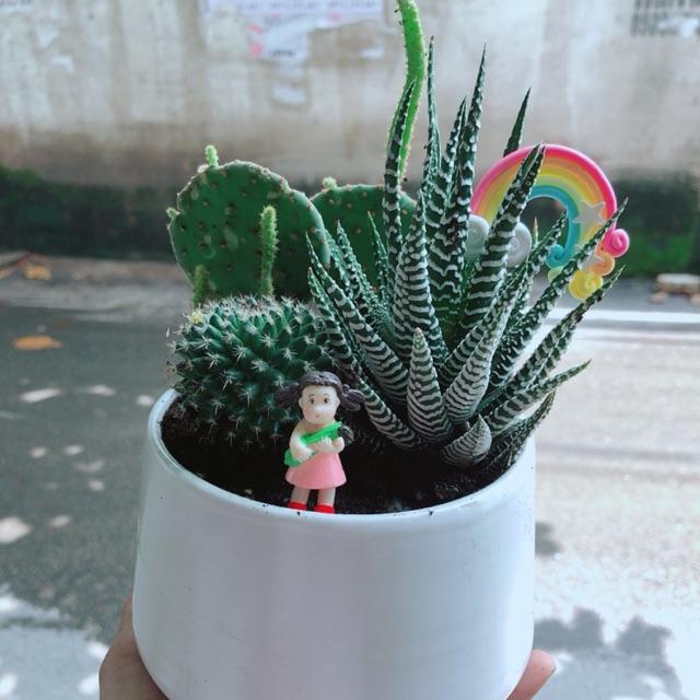 Chậu Xương Rồng Tiểu Cảnh