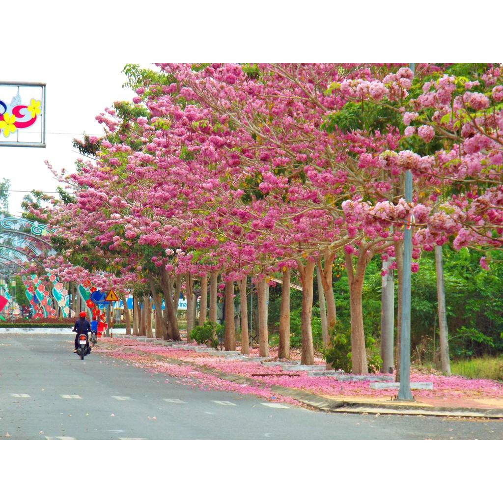 COMBO 5 BẦU CÂY GIỐNG CÂY KÈN HỒNG