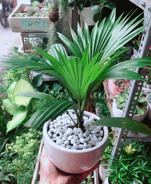 Chậu Cây Cọ Kiểng