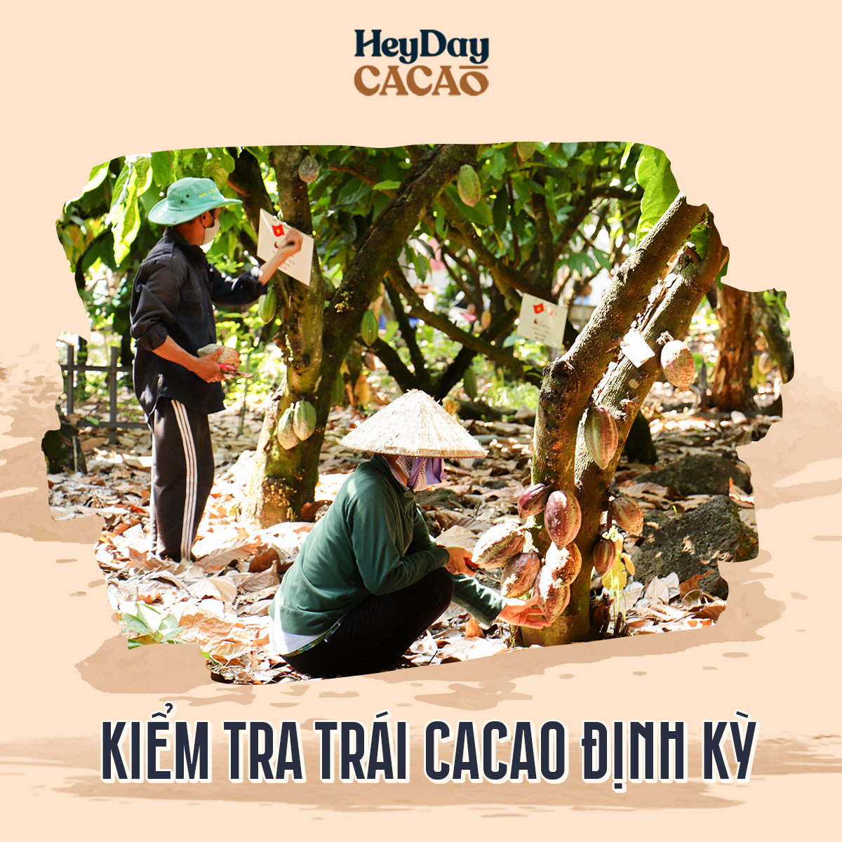 Bột cacao nguyên chất 100% Việt Nam - Dòng Balanced phổ thông túi 250g - Chuyên dùng làm bánh, pha chế cho quán cà phê - Heyday Cacao