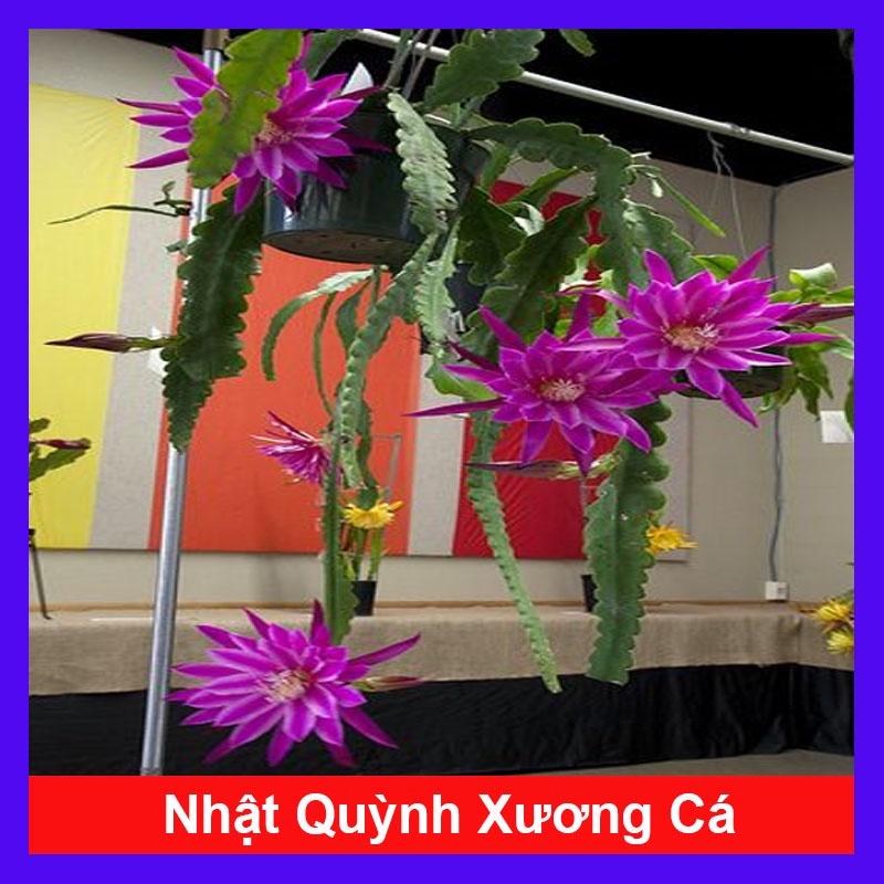 HOA NHẬT QUỲNH XƯƠNG CÁ (BÔNG SIÊU TO GIỐNG MỚI) - Hoa thơm nở quanh năm