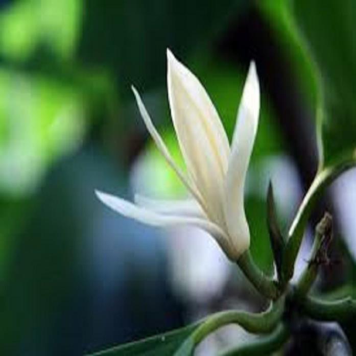 CHẬU CÂY HOA NGỌC LAN TRẮNG- CÂY CHOAI LỚN, SẮP HOA