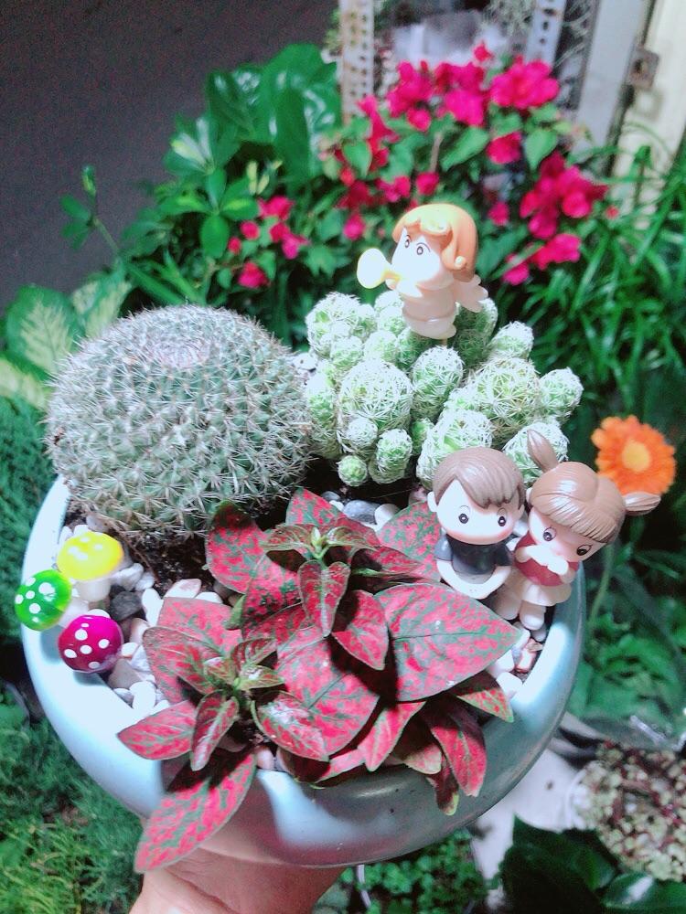 Chậu Xương Rồng Tiểu Cảnh