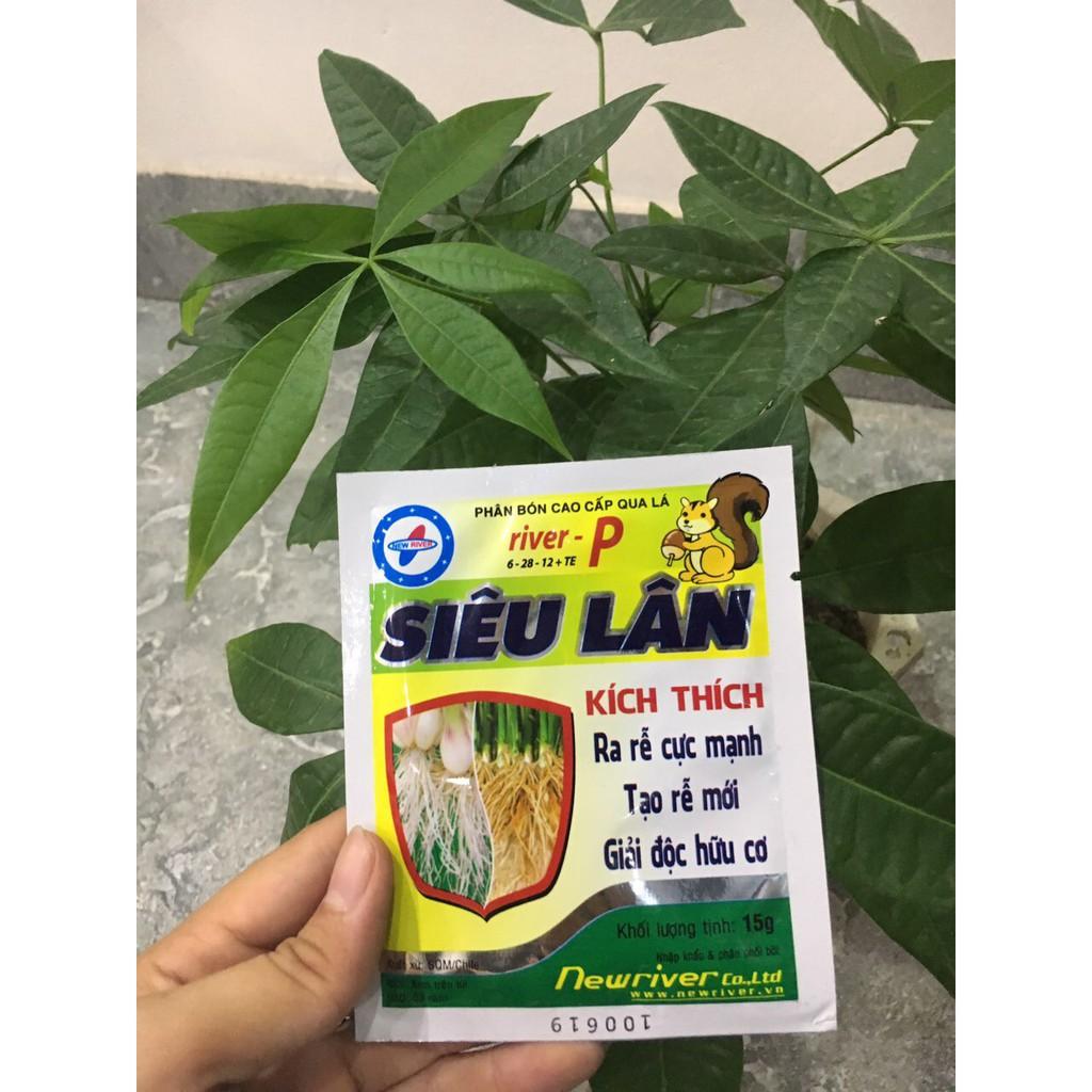 SIÊU LÂN - Kích ra rễ mới