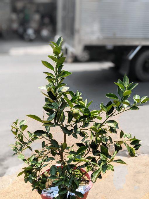 Cây Cam Dây giống siêu sớm