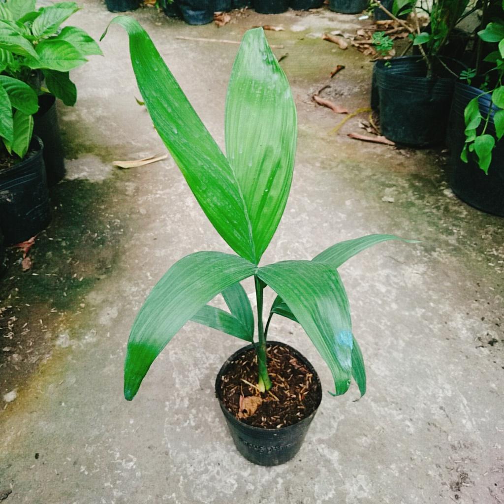Cây Cau Hawai - cây cảnh trong nhà