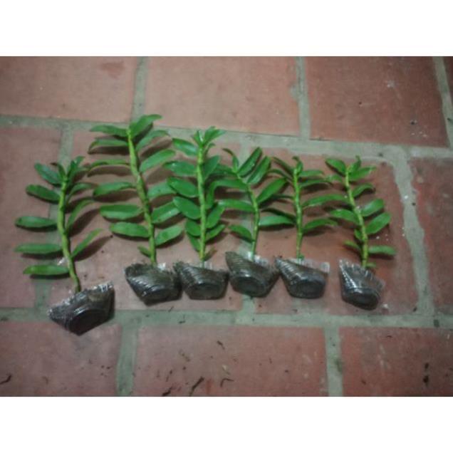 Phi Điệp 5 Cánh Trắng Phú Thọ Gieo Hạt 20Cm