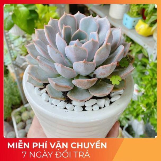 Chậu Sen Đá Tím Cánh Cứng