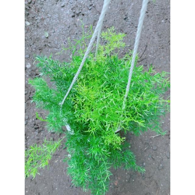 Cây thiên môn đông chậu treo to đẹp