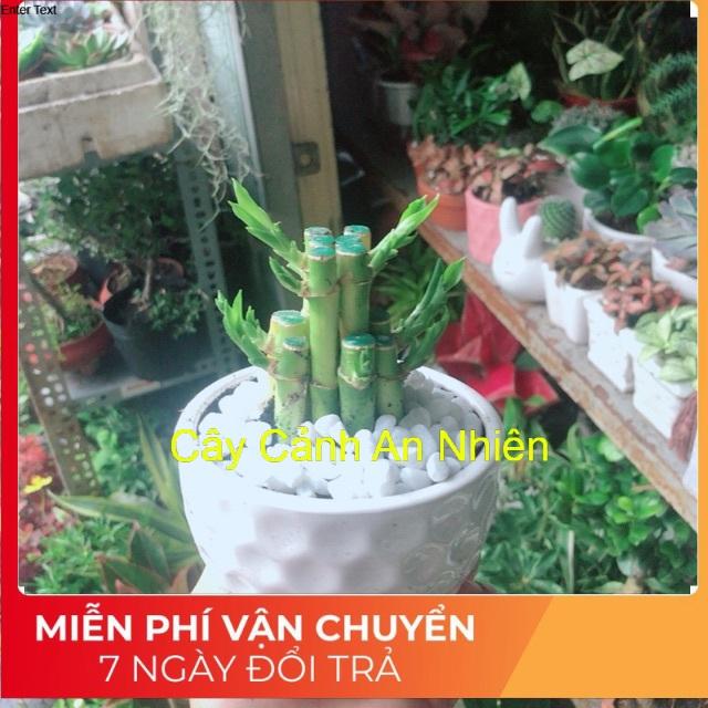 Chậu Cây Trúc Phát Tài