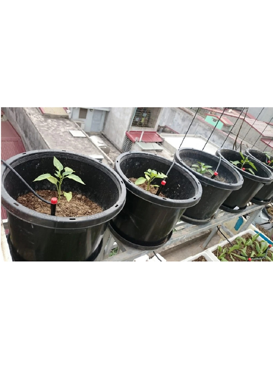 Cobom 20 que cắm nhỏ giọt 8 tia tưới gốc cây