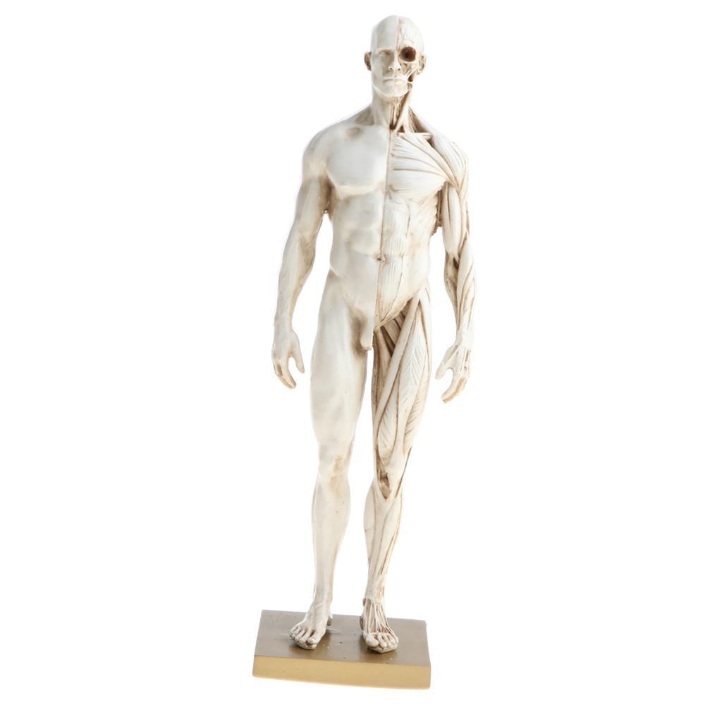 11 Inch Female & Male Anatomy Figure Model Anatomical Reference For Artists - White