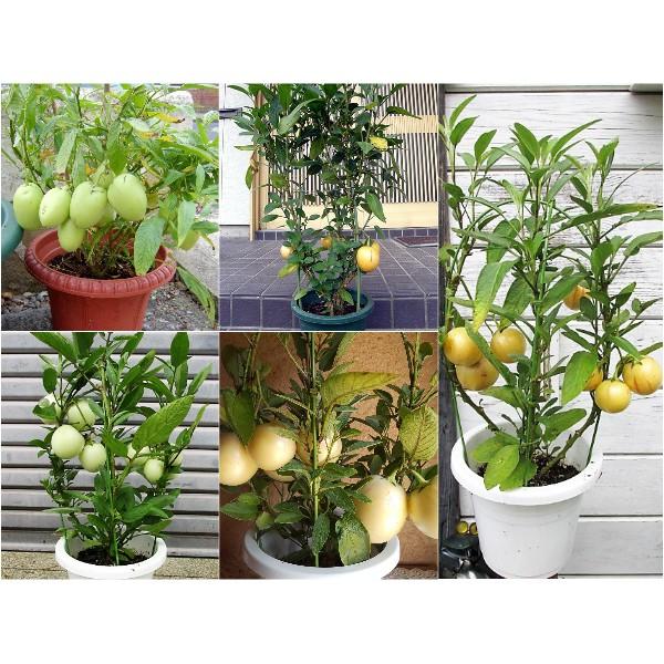 Hạt giống dưa hấu siêu ngọt F1 pepino 4 hạt/gói