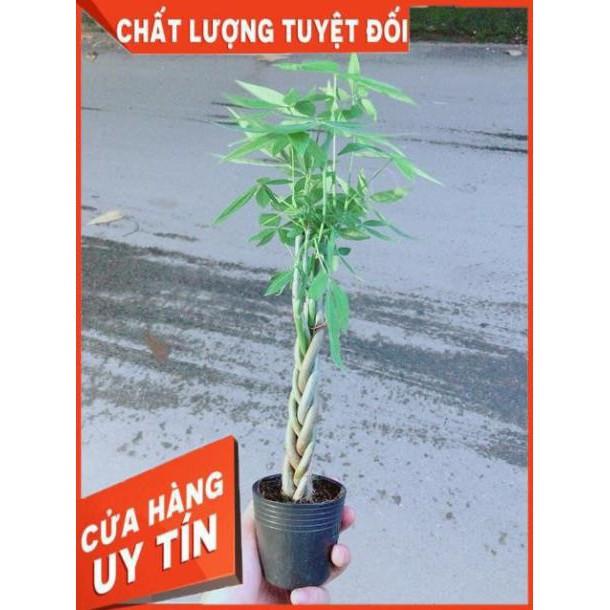 Kim Ngân Thắt Bính