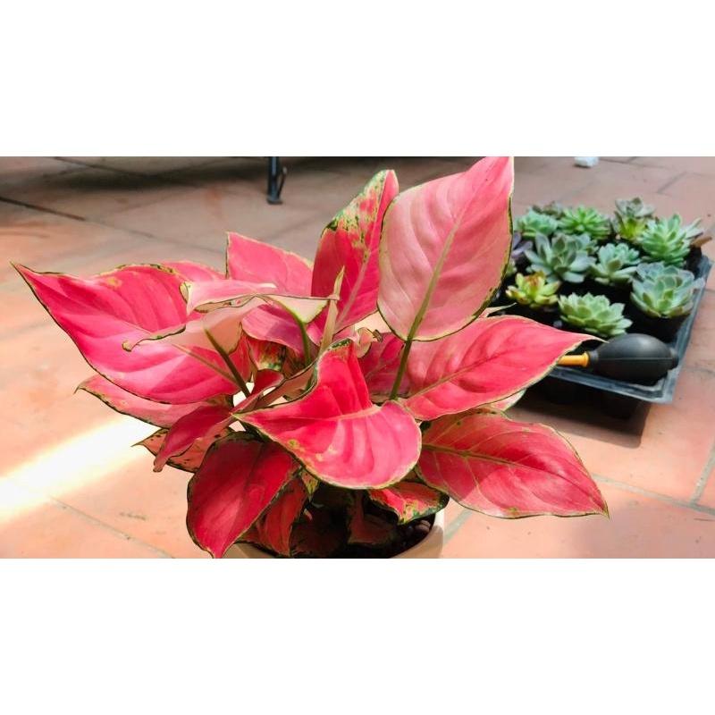 CÂY GIỐNG VẠN LỘC *