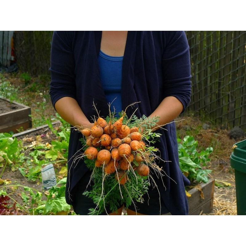 Hạt Giống Cà Rốt Củ Tròn Paris KNS3271 - Gói 50 hạt