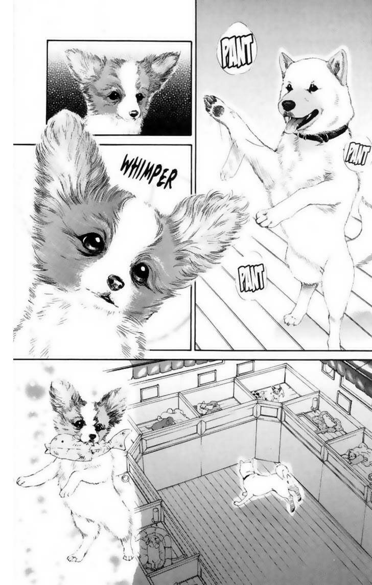 cô nàng yêu chó chapter 12 11