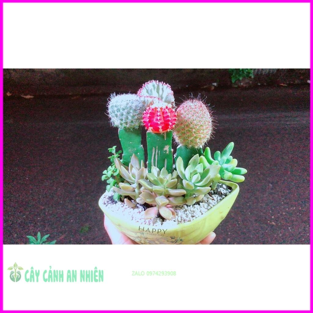 Chậu Cây Xương Rồng Tiểu Cảnh