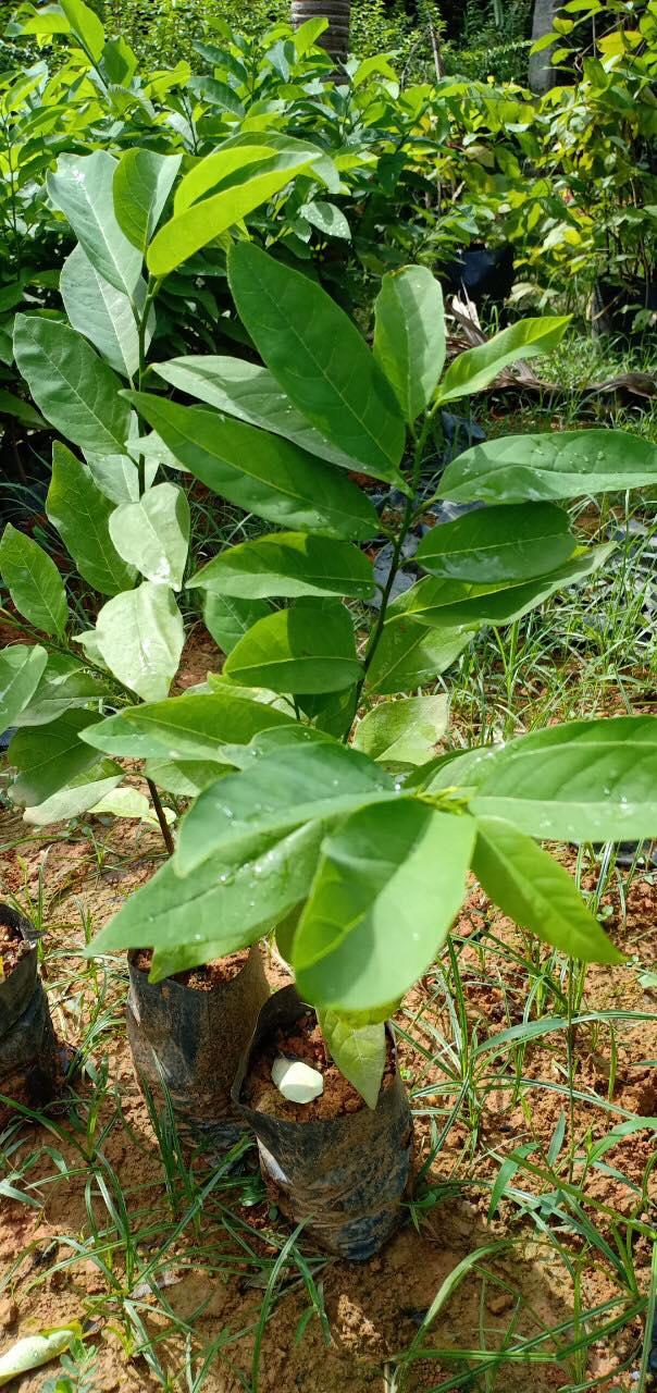 Cây na đài loan, giống na đài loan quả siêu to hạt nhỏ, giống na nhập khẩu