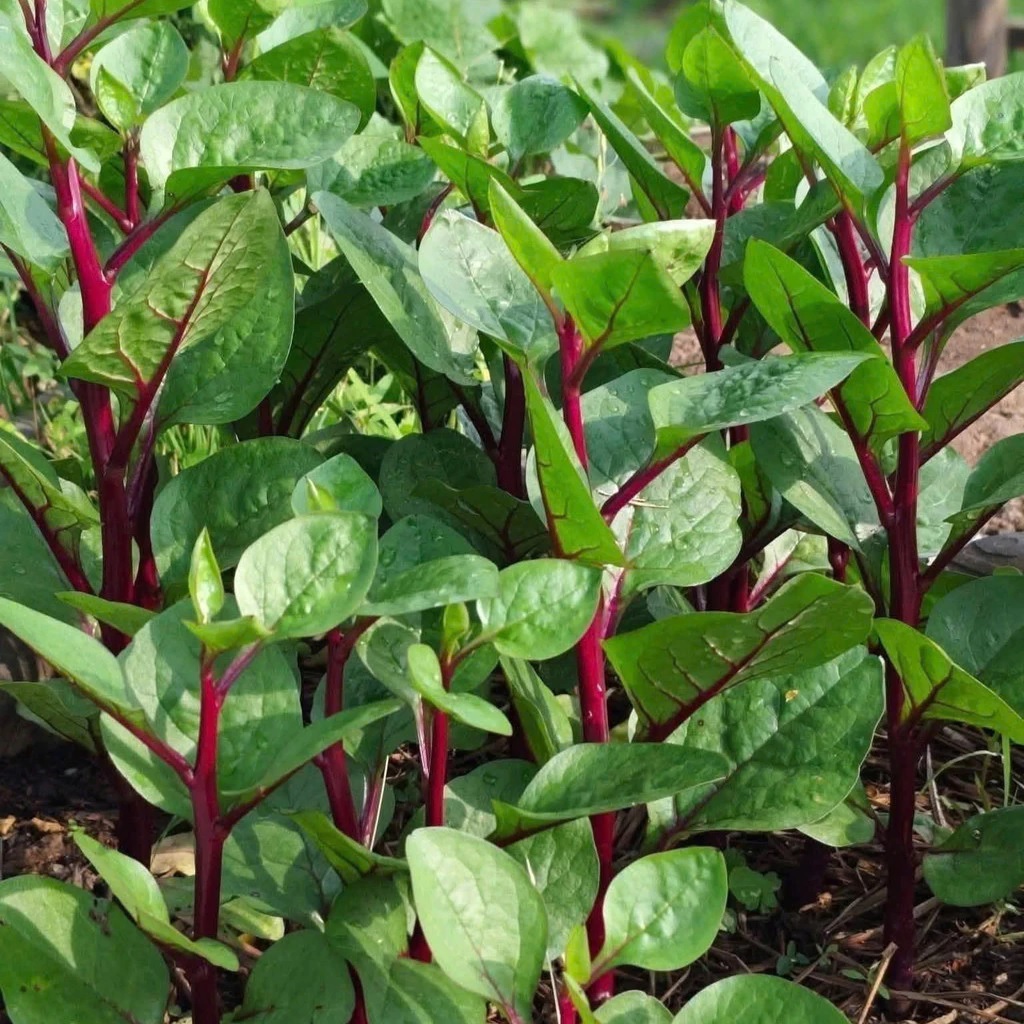 Hạt giống rau Mồng tơi Đỏ - Mồng tơi Tím  VTP202