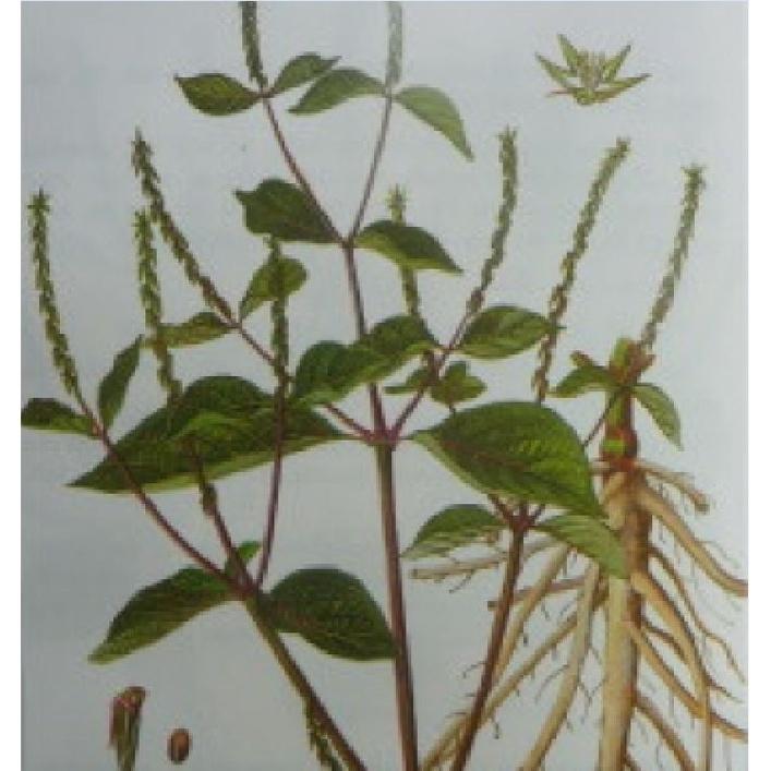Hạt giống Cây Ngưu Tất - cây dược liệu KNS3537 - Gói 50 hạt