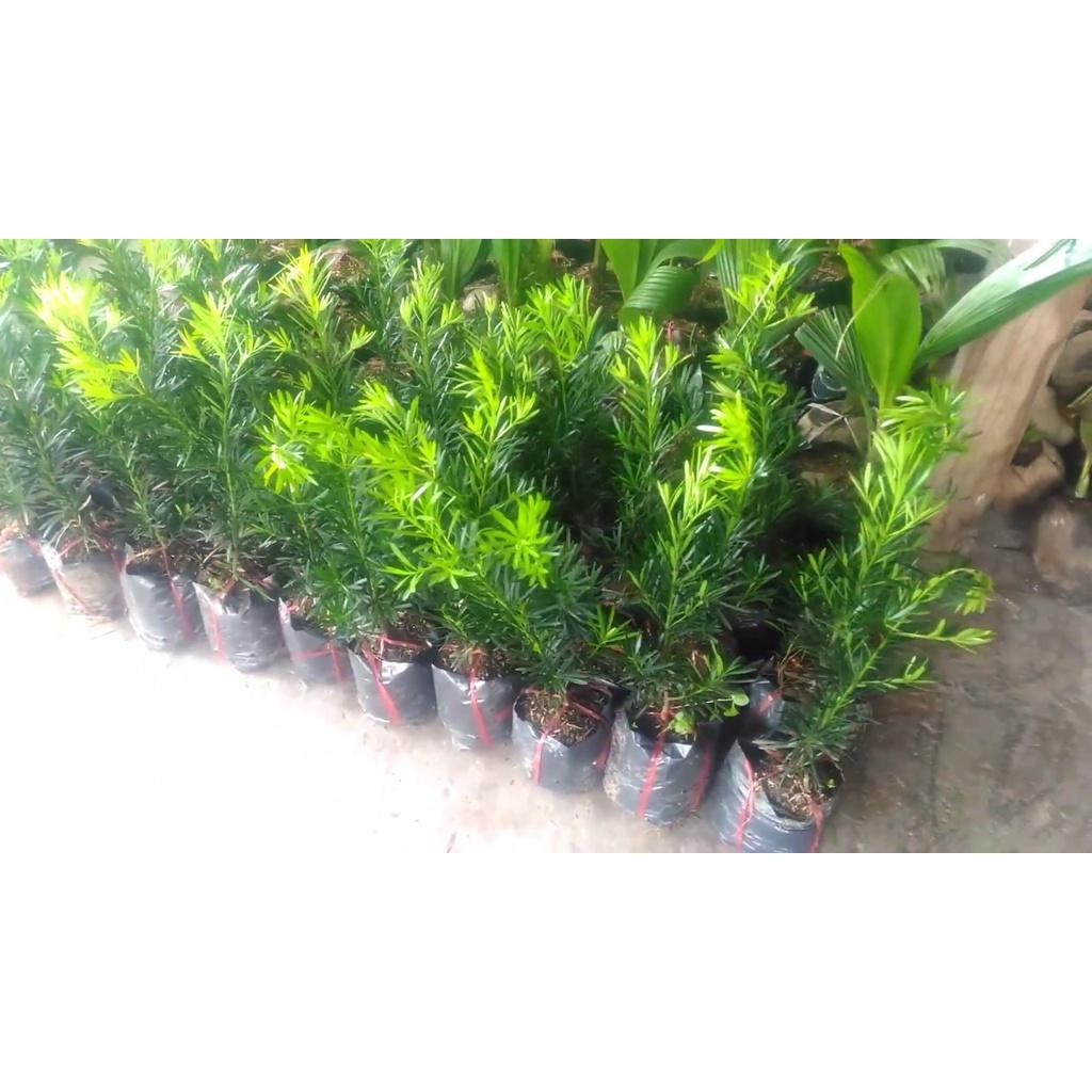 CÂY GIỐNG TÙNG LA HÁN