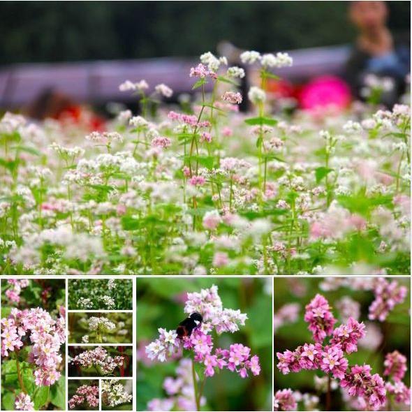 Hạt giống hoa tam giác mạch KNS3665 - Gói 100 hạt