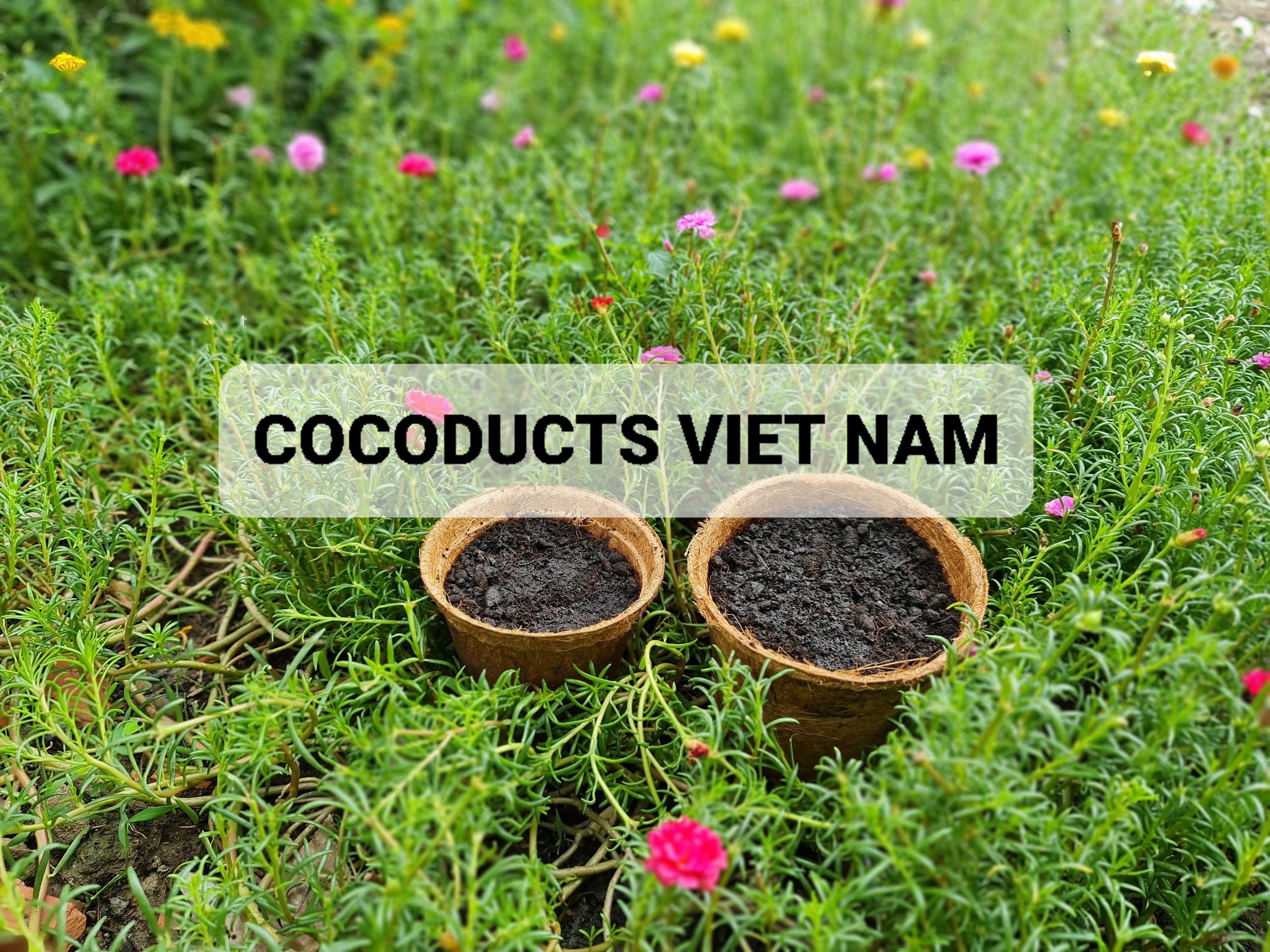 Mix hoa mười giờ &amp; Coir Pot siêu dễ thương (20-25 cành &amp; 5-6 màu)