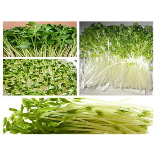 Hạt Giống Mầm Củ Cải Trắng- Giống F1 Năng Suất Cao