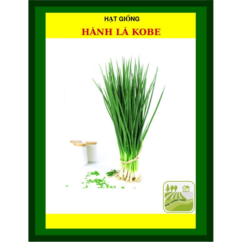10 gram Hạt Giống Hành Lá Kobe Cây Cứng, Dày, Thơm