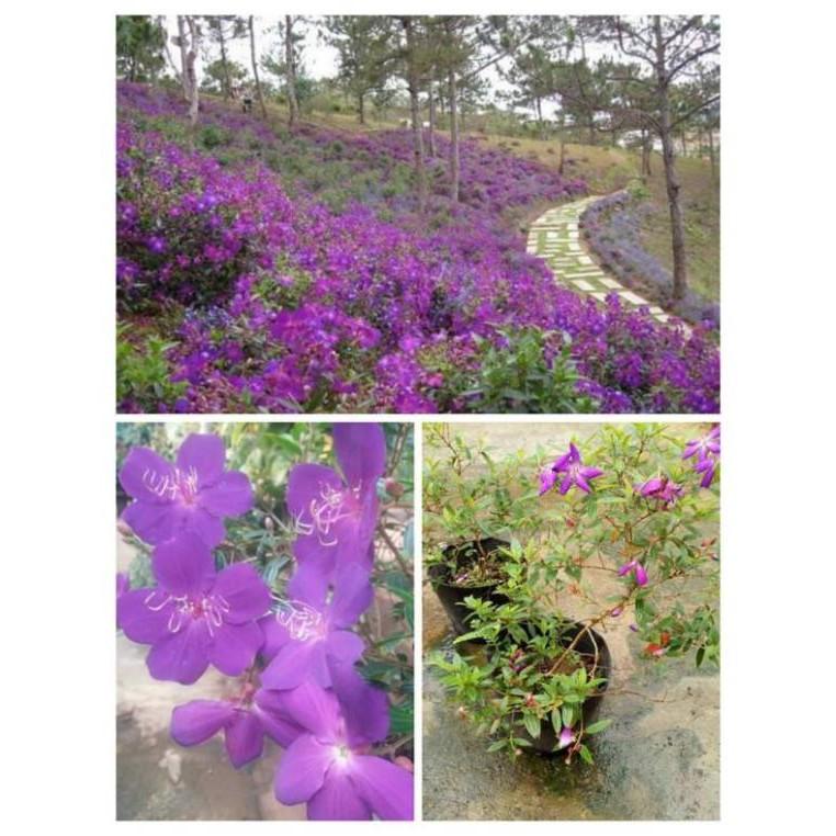 Cây giống sim thái