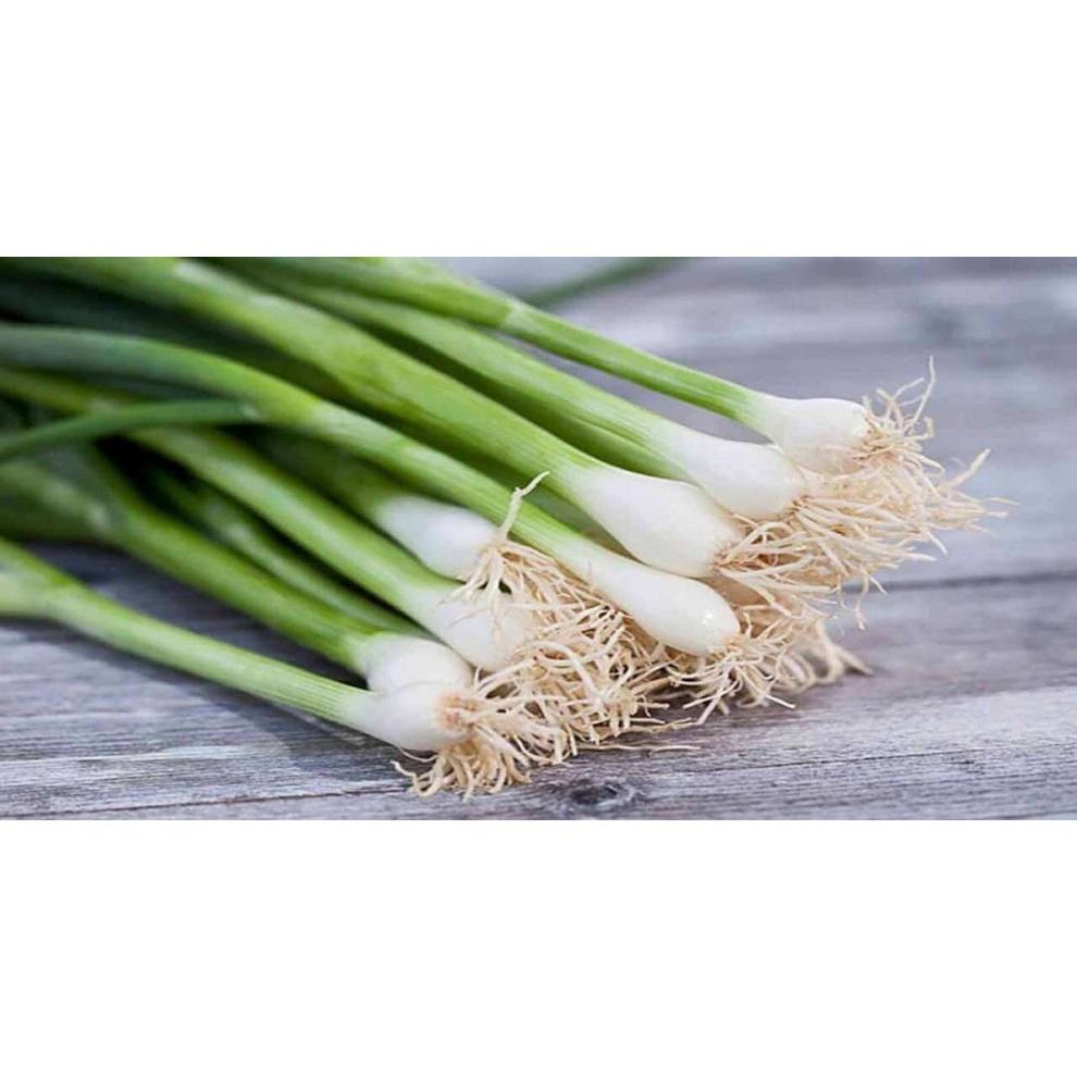HẠT GIỐNG HÀNH LÁ CAO SẢN