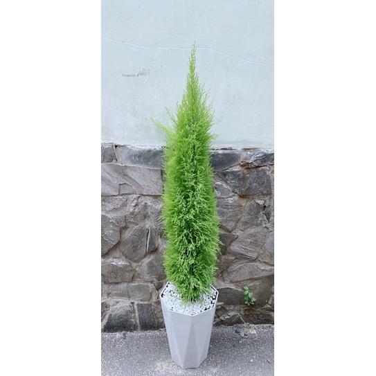 Tùng Thơm Kèm Chậu Sứ Lớn