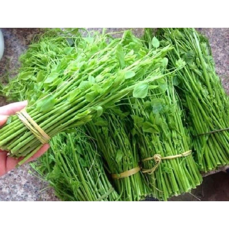 Quả su su giống dễ trồng dễ chăm sóc ít sâu bệnh.