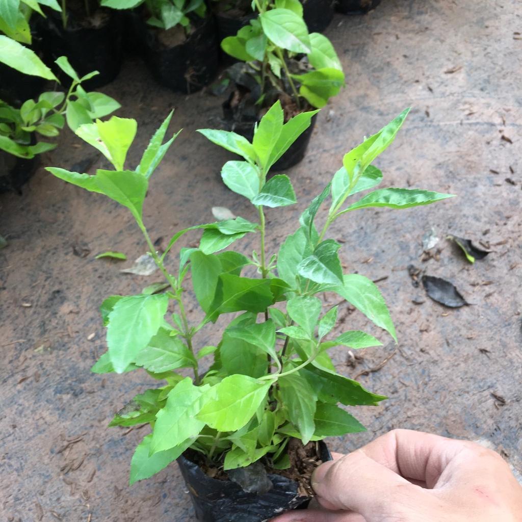 Cây Chuỗi Ngọc Nhiều Ngọn Trồng Sẵn Thích Hợp Trồng Đường Riềm,Công Trình