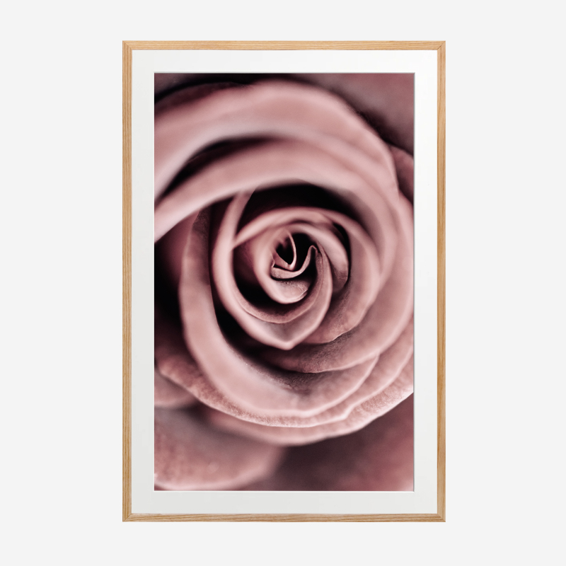 Tranh treo tường trang trí khung kính gỗ sồi cao cấp "Purple Rose"40x60cm