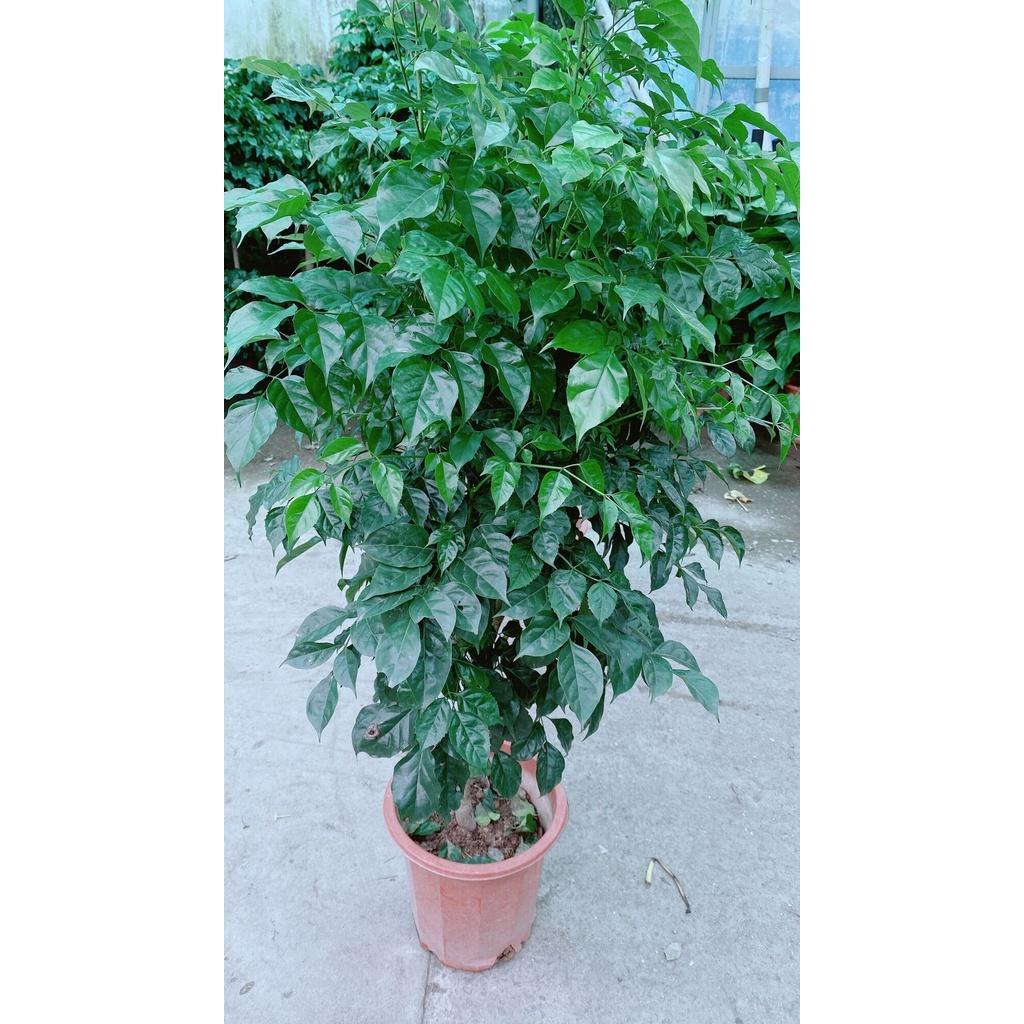 Cây Hạnh Phúc Lớn