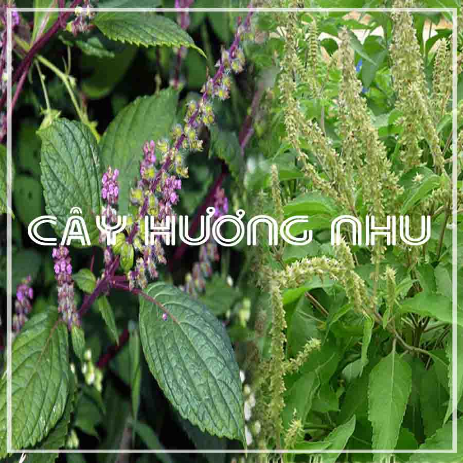 1kg Cây Hương Nhu khô sạch