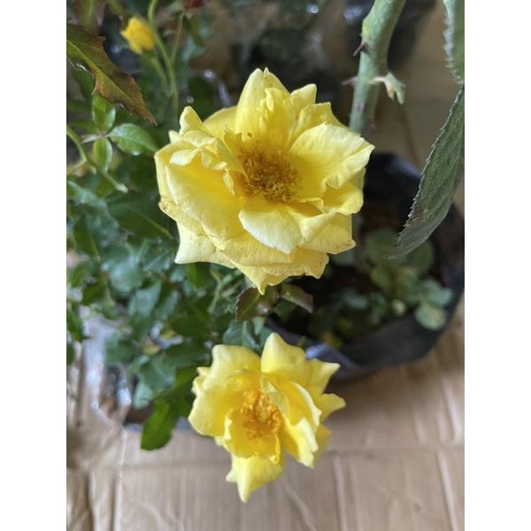 Hoa Hồng leo cổ Sơn la vàng - bầu to lớn, cây trưởng thành trưởng thành