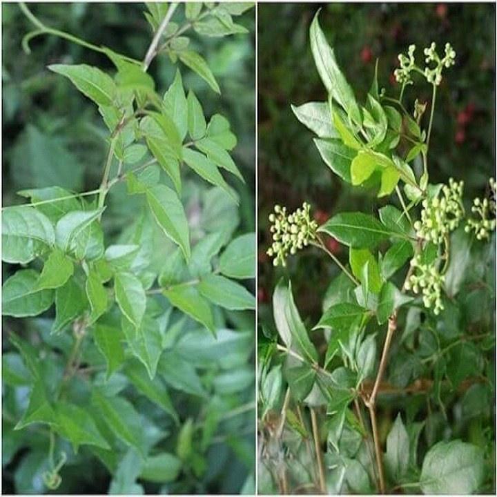 Cây Chè dây chuẩn xịn gửi cây trong bầu