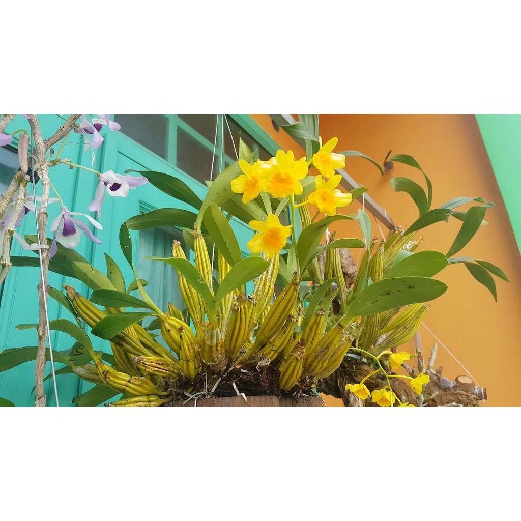 LAN SƠN THỦY TIÊN nguyên chậu hàng hiếm rừng Tây Bắc hoa đẹp lâu