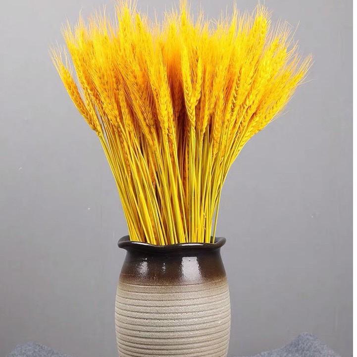 Combo 100 Bông Lúa Mạch Khô Decor Trang Trí