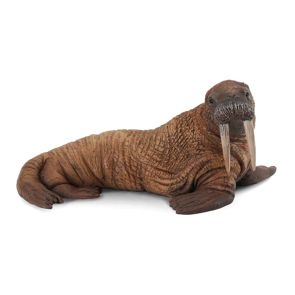Mô hình thu nhỏ: Voi Biển - Walrus , hiệu: CollectA, mã HS 9652110 - Chất liệu an toàn cho trẻ - Hàng chính hãng