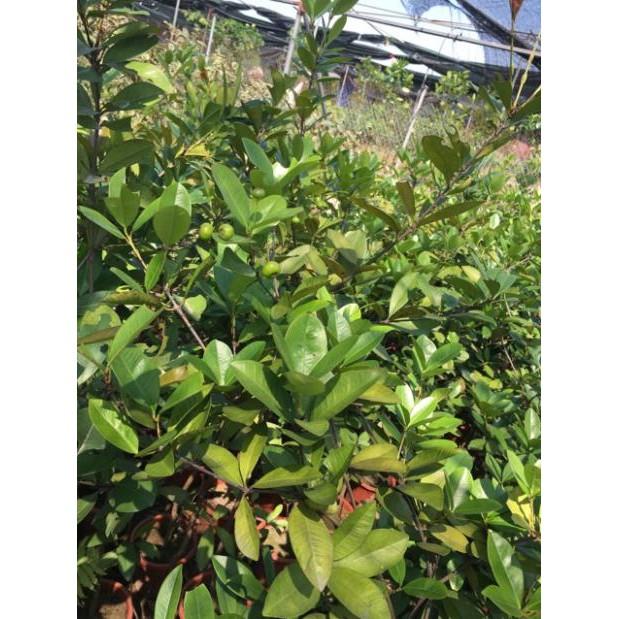 Cherry cây đang ra hoa + Tặng 01 cây dâu da đất