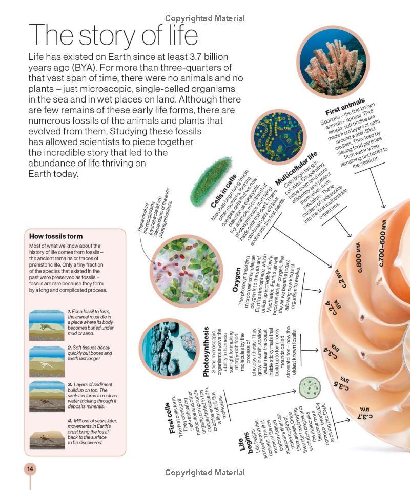 Sách ngoại văn: Timelines of Science - From Fossils To Quantum Physics