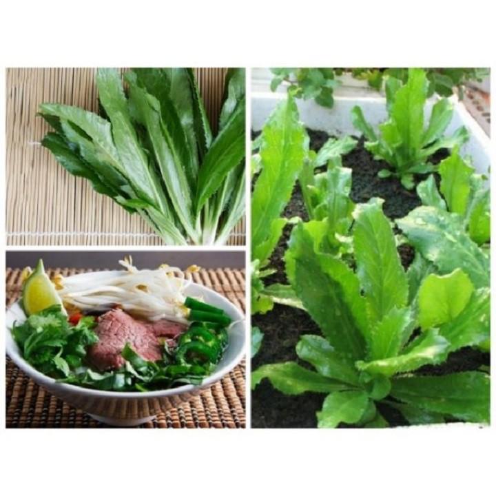 RAU MÙI TÀU, RAU NGÒ GAI - BẦU CÂY GIỐNG