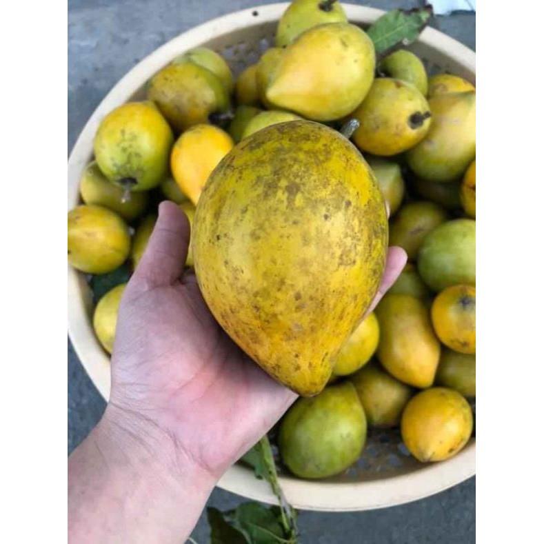 Cây lêkima thái .. 8 tháng cây cho trái