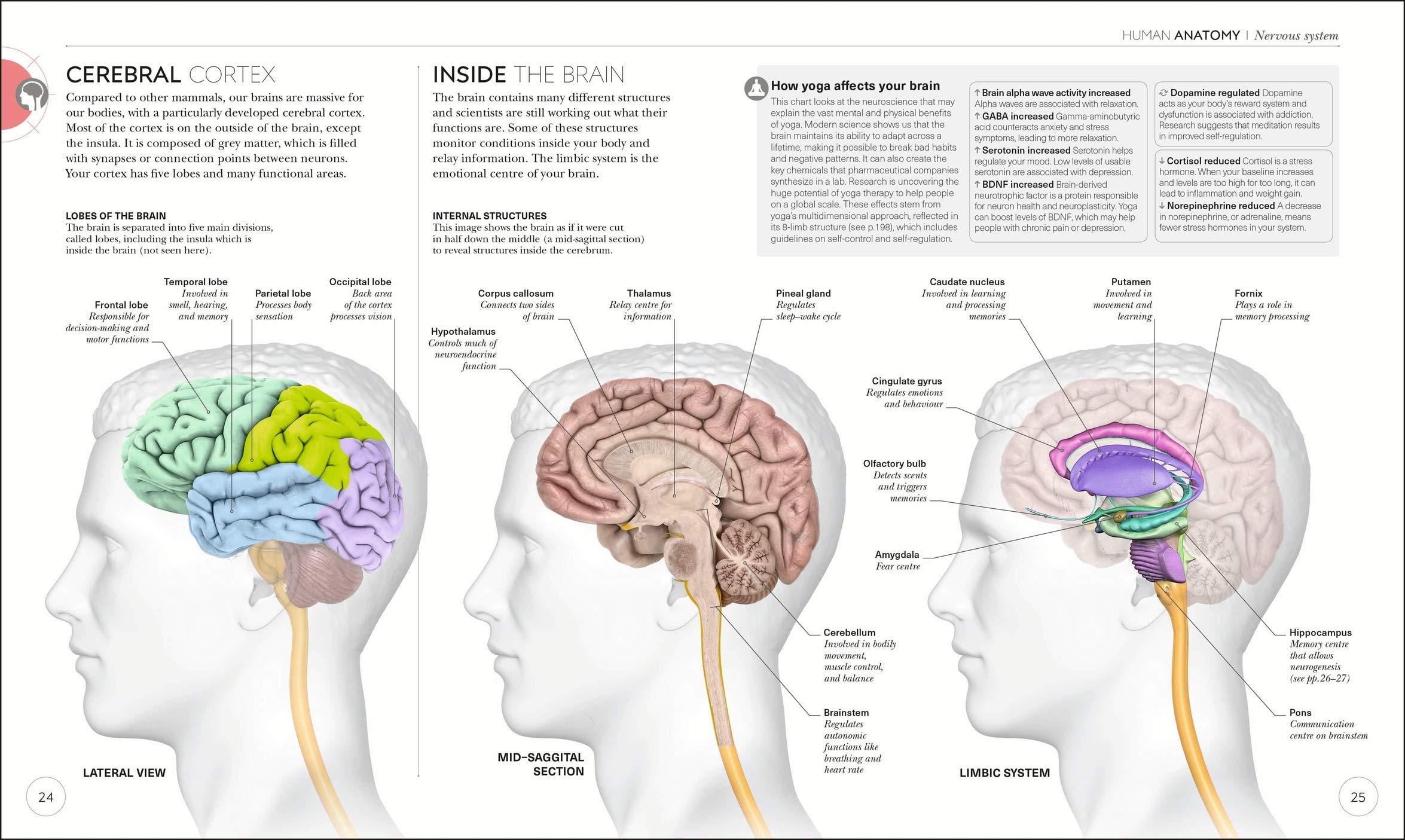 Science Of Yoga: Understand The Anatomy And Physiology To Perfect Your Practice