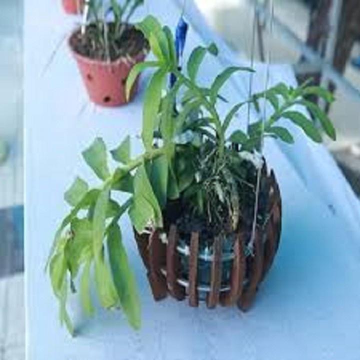 Phi điệp TẤN PHONG, phi điệp cấy mô hoa siêu đẹp hiếm - TP01
